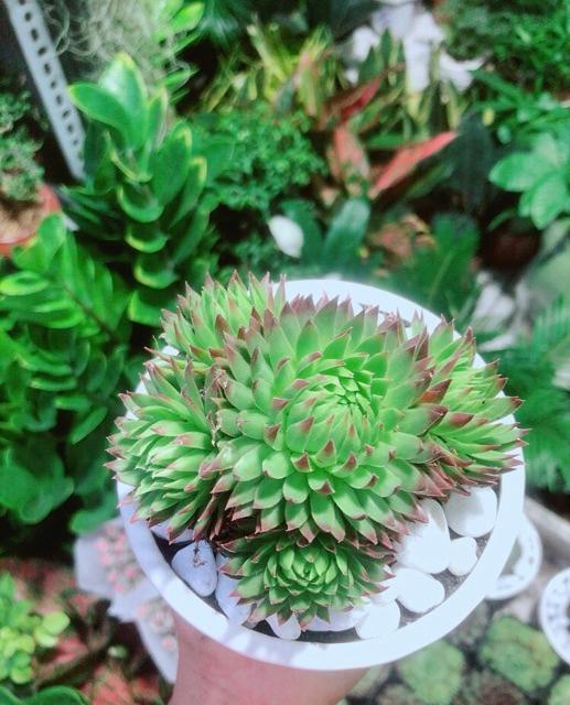 Phật Bà Viền Đỏ Kèm Chậu Sứ