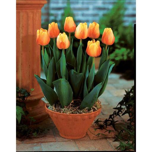 CỦ HOA TULIP NHIỀU MÀU( MUA 10 CỦ TẶNG 1 CỦ)