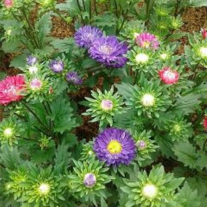 Hạt giống Hoa Cúc Magic nhiều màu– 50Hạt/gói