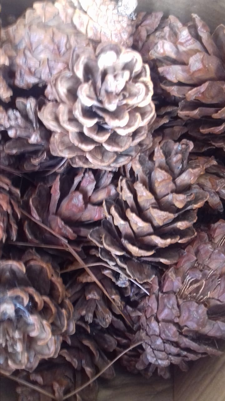 Trái thông Đà Lạt trang trí nhà cửa văn phòng làm đẹp không gian của bạn