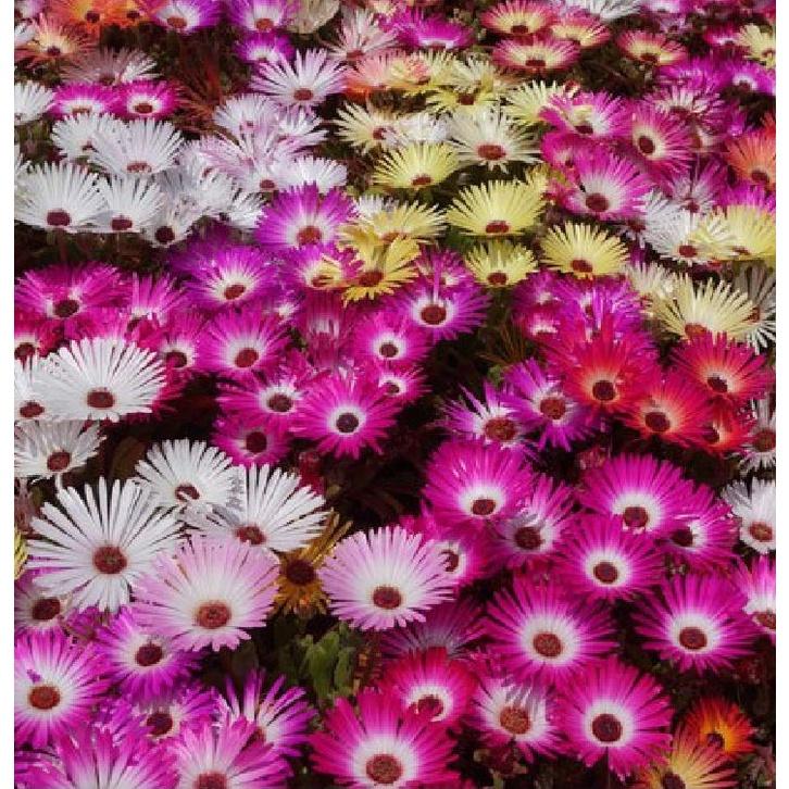 Hạt giống hoa 10h Châu Phi Mix - Gói 20 Hạt