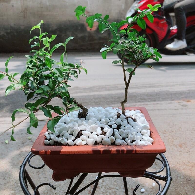 Cây Kim Quýt + Hồng Ngọc Mai + Chậu Gốm