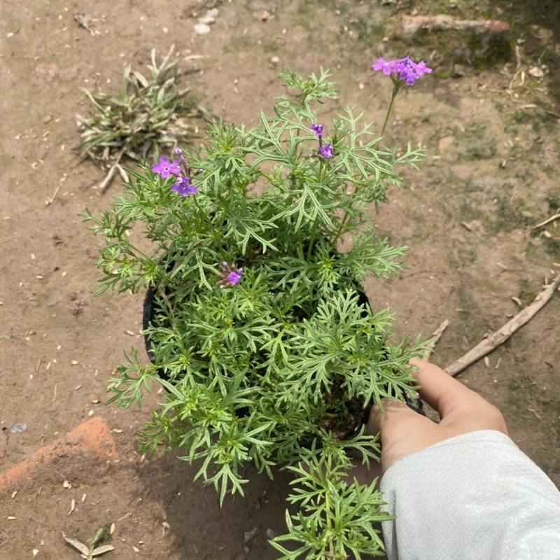 Cây hoa cúc indo trồng trong bịch đen thích hợp trang trí ban công sân vườn