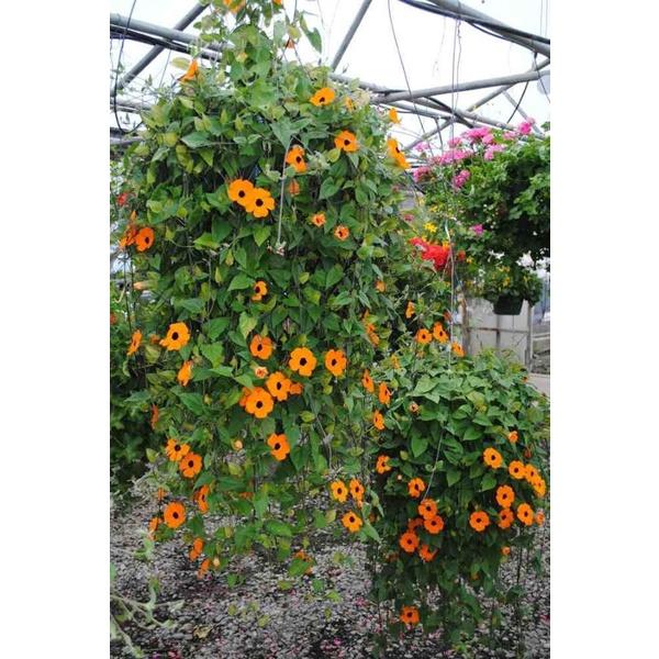 Hoa CÚC LEO MEXICO - Hoa đẹp, sai hoa, bầu 1 cây giống