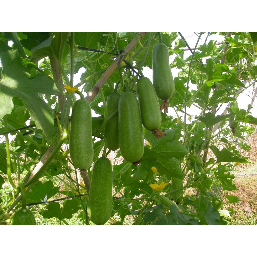 Hạt Giống Bí Đao Chanh F1 20 Hạt