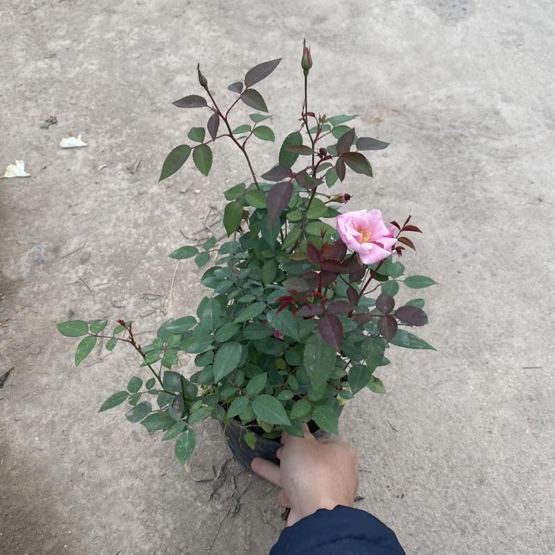 Cây hoa hồng quế bụi xum xuê ra hoa quanh năm thích hợp trang trí ban công sân vườn