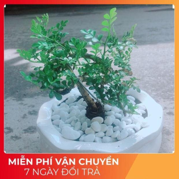 Chậu Cây Cần Thăng