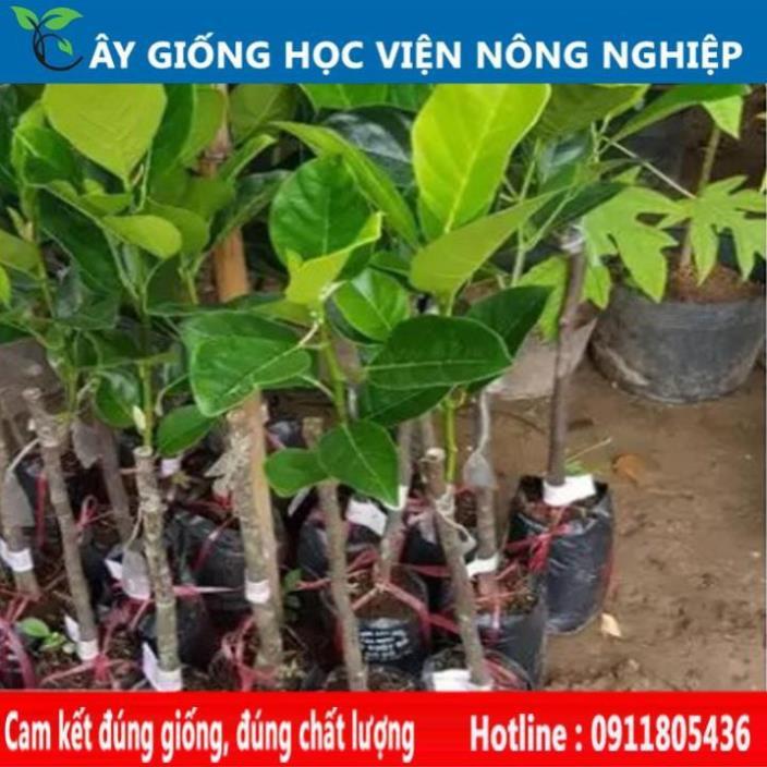Sản phẩm Cây Ăn Trái giống cây mít tố nữ