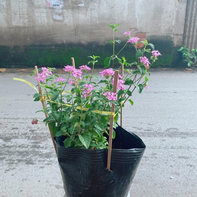Cây Diễm Châu Tím