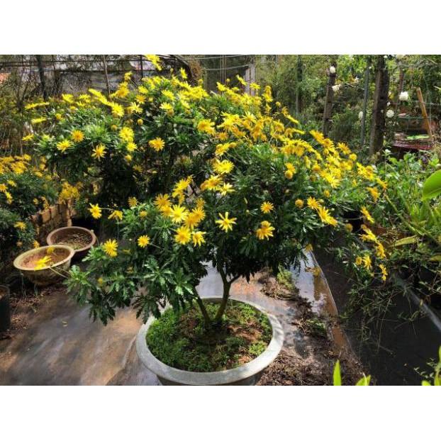 Hoa cúc thân gỗ
