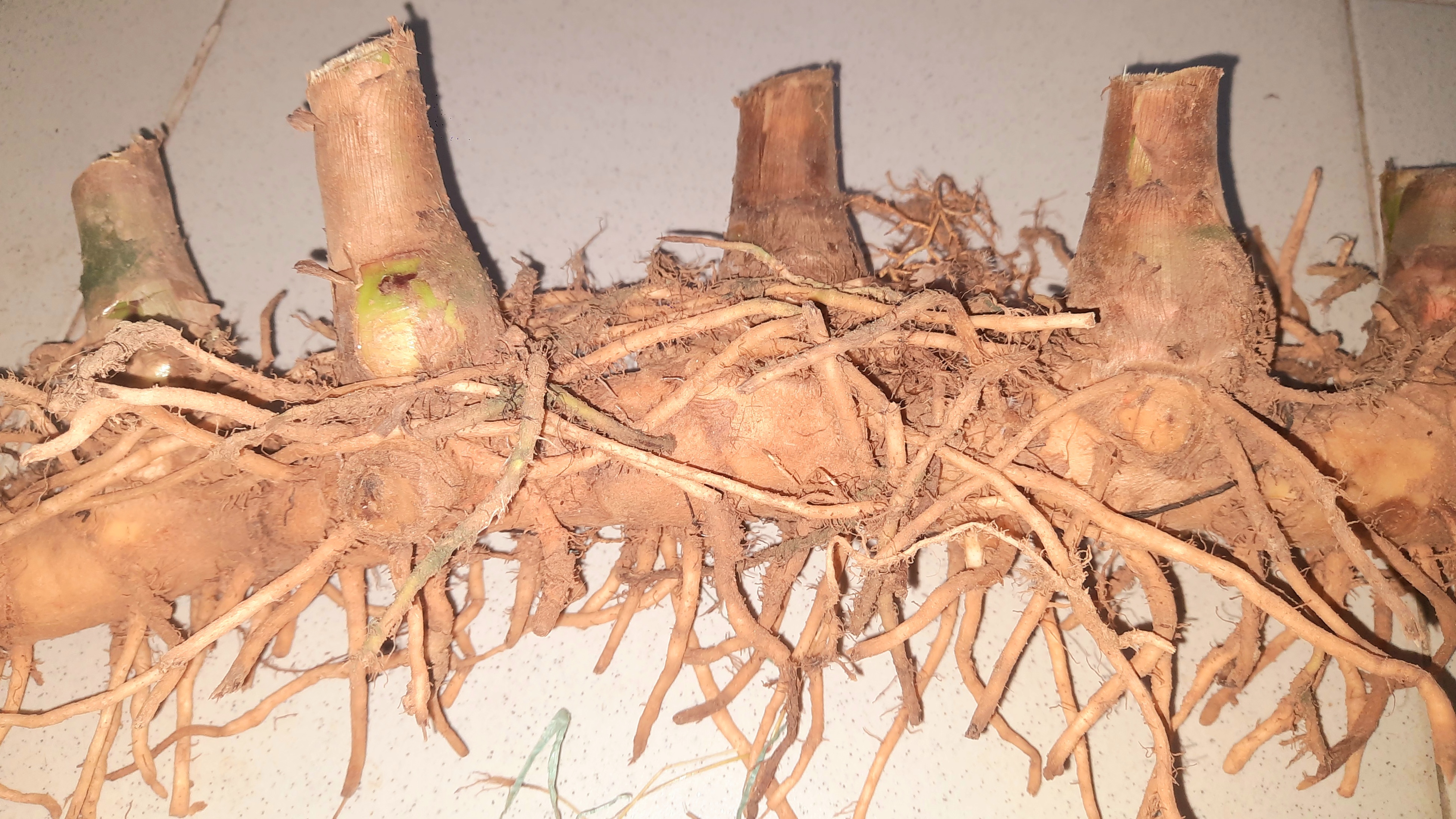 Củ cát lồi - củ cây mía dò, củ tươi