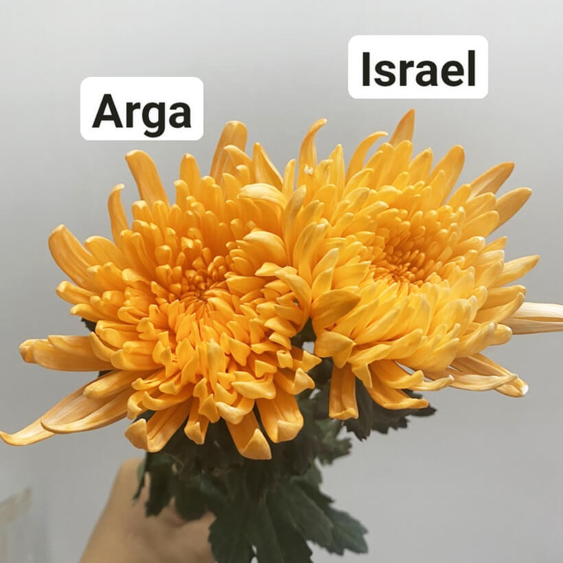 Thuốc Bột Nhuộm Hoa Tươi (Combo 3 hộp tùy màu) giúp đổi màu hoa cắt cành (1 hủ pha 12L nước màu)