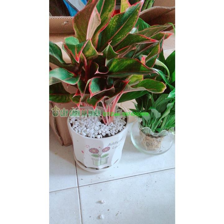 Chậu Cây Phú Quý