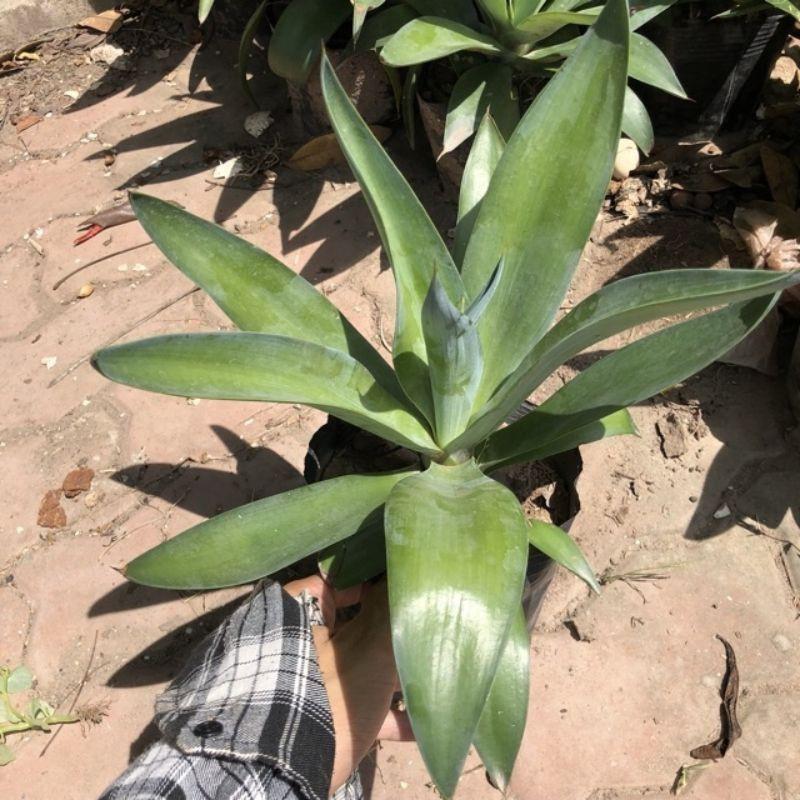 Cây Dứa Nam Mỹ- Dứa cảnh- size nhỏ 25-30cm