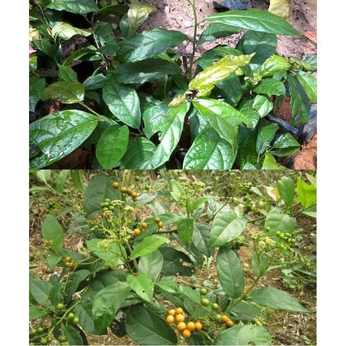Combo 5 bầu Cây xạ đen giống