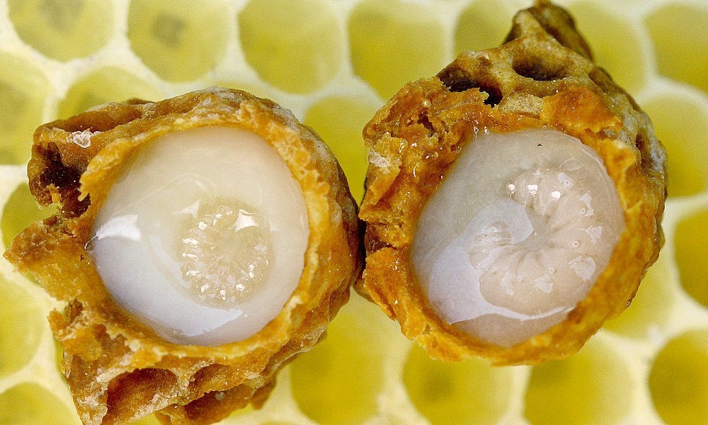 Sữa Ong chúa Healthy Care Royal Jelly Úc Hỗ trợ đẹp da, làm chậm quá trình lão hóa, giảm nám, tàn nhanh, tăng sức khỏe tổng thể - OZ Slim Store