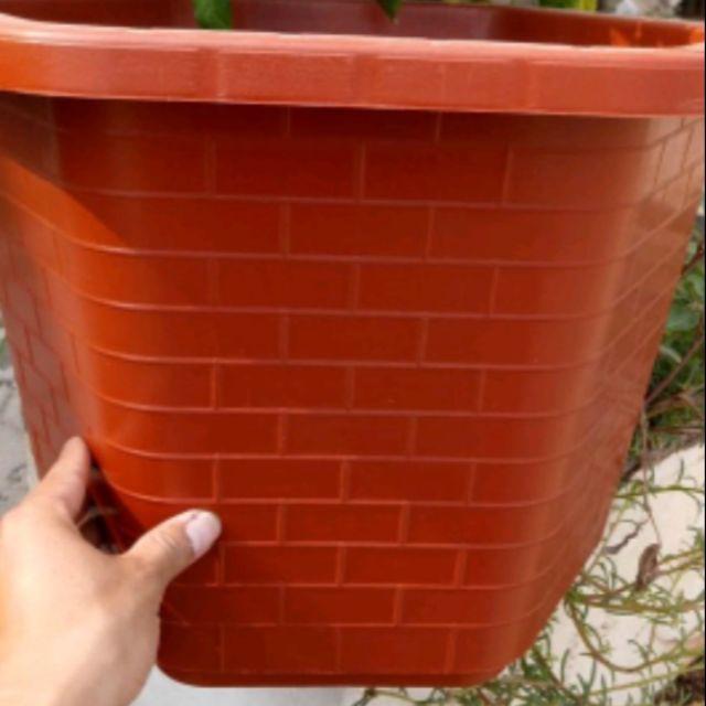 5 Chậu nhựa lục giác trồng cây, hoa hồng