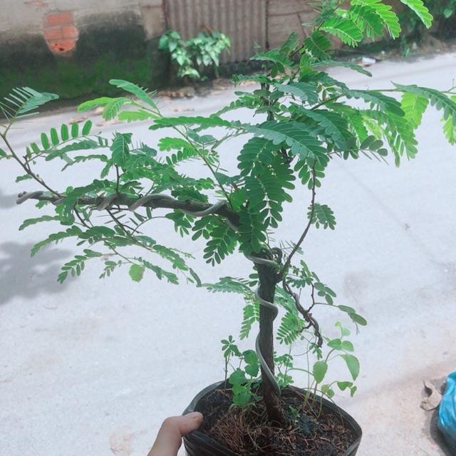 Cây Me Bonsai