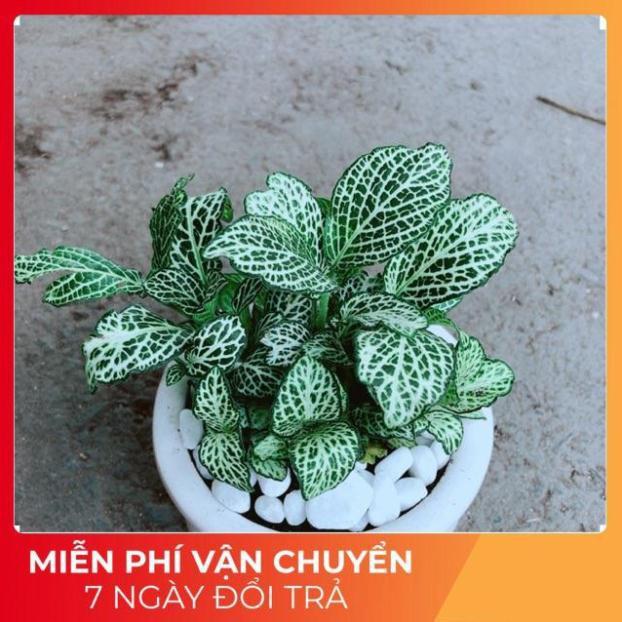 Chậu Cẩm Nhung Xanh