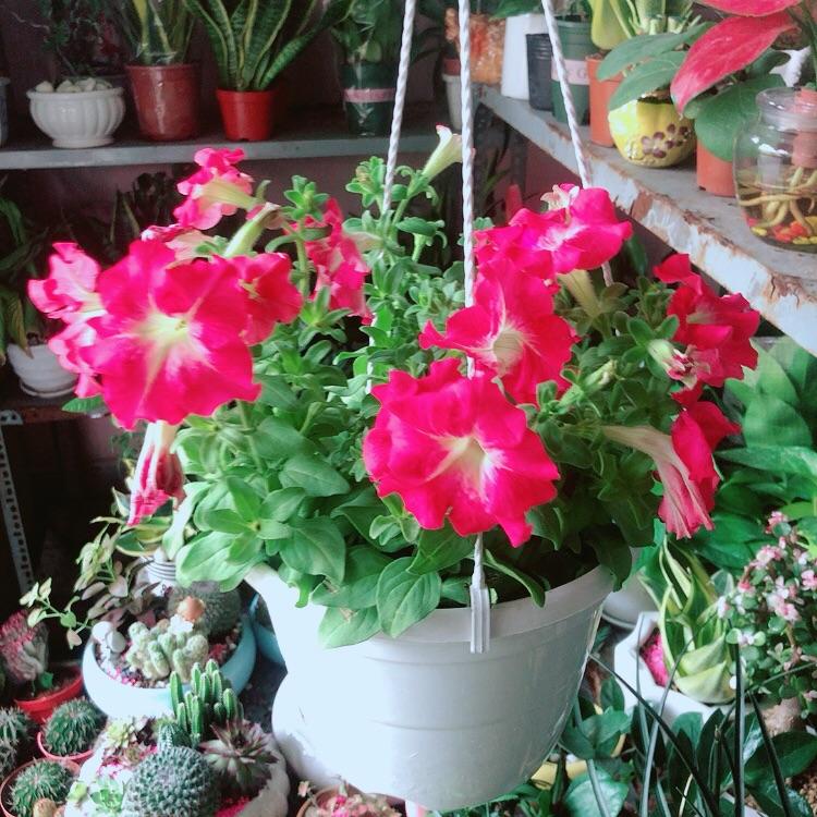 Chậu Cây Dạ Yến Thảo
