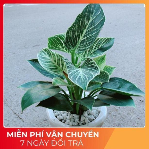 Chậu Trầu Bà Hoàng Kim