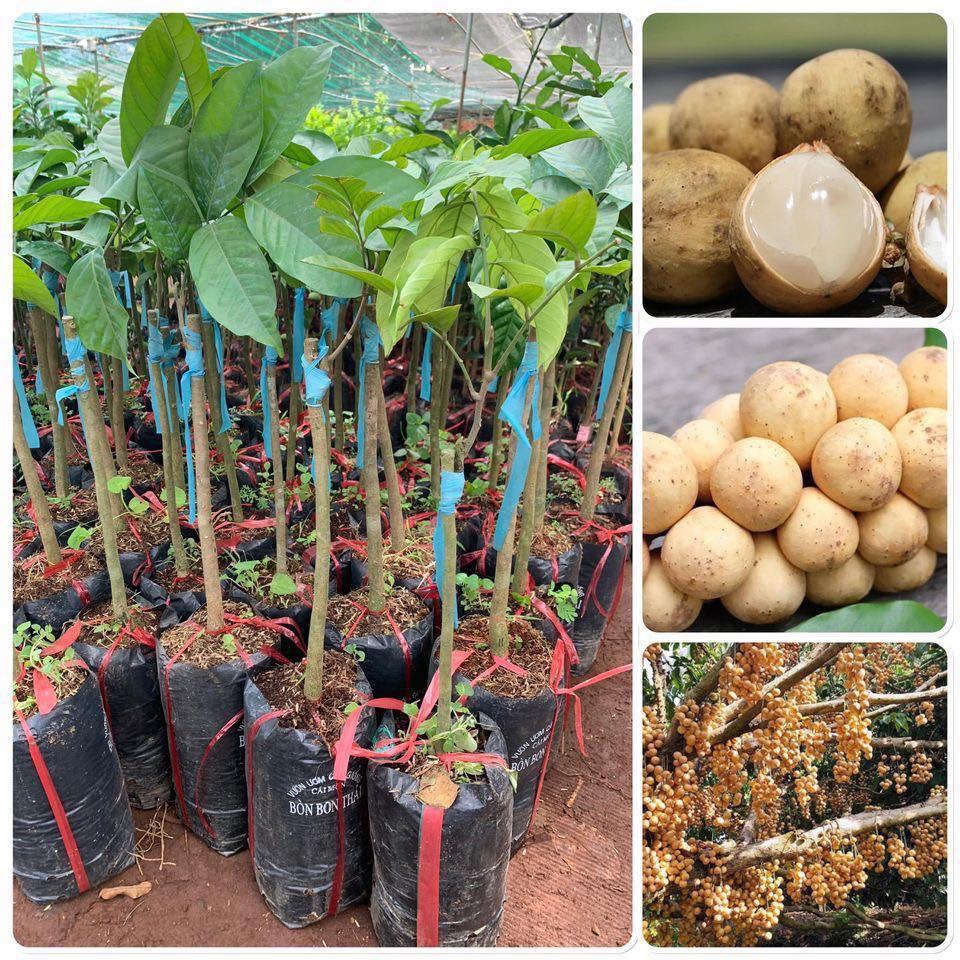 Cây giống Bòn Bon ghép .