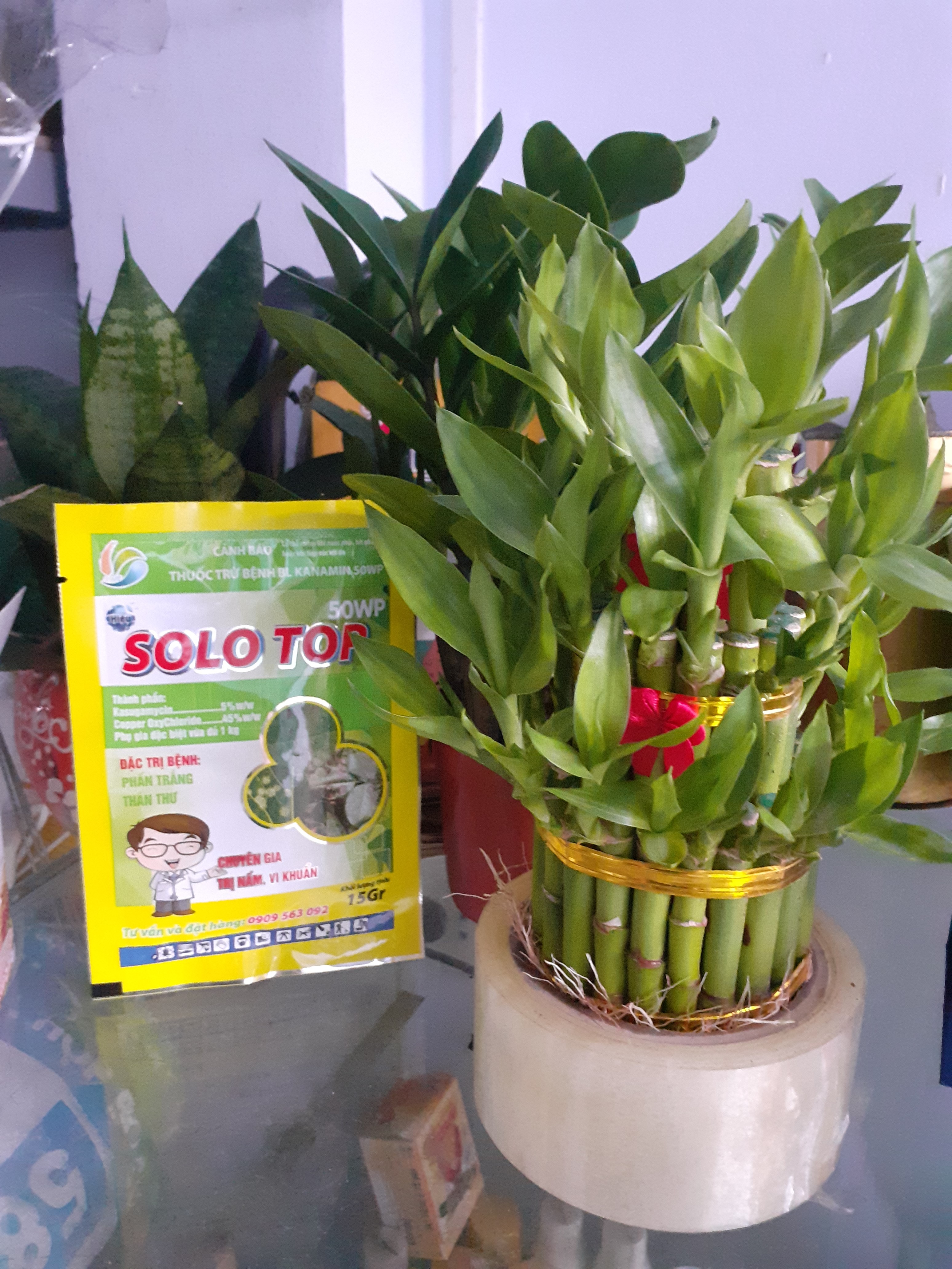 Phấn trắng thán thư có SOLO TOP