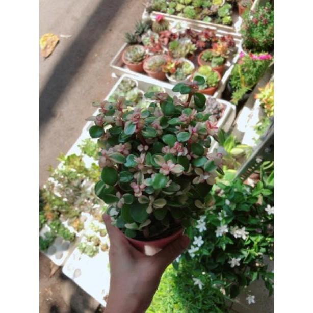 Sen đá đô la trắng