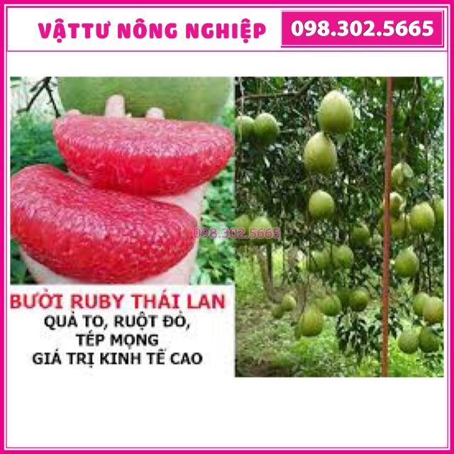 Cây giống bửoi ruby ruột đỏ Thái Lan