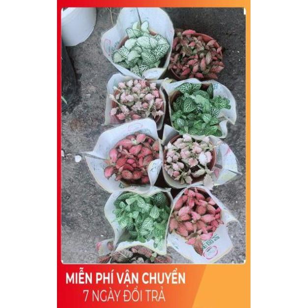 Cây Cẩm Nhung 35k