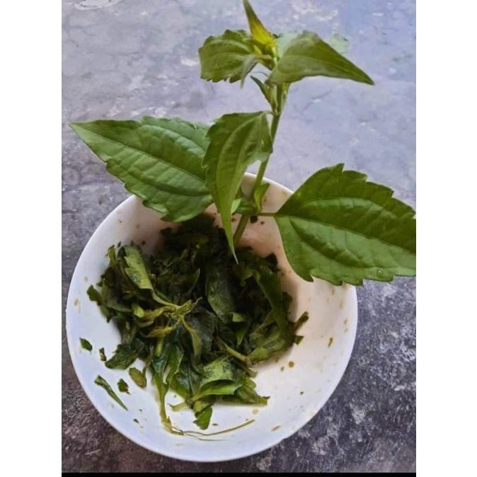 Cây cộng sản,cây cỏ lào,cây Việt Minh -cây giống