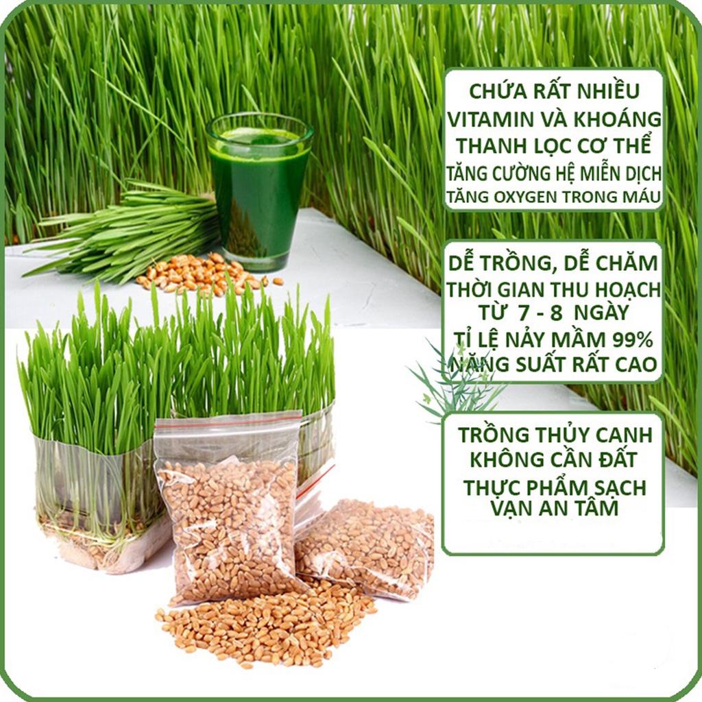 Gói 1kg Hạt giống mầm lúa mỳ , mầm lúa mạch giàu dinh dưỡng giúp giảm stress, giảm cân, tăng sức đề kháng