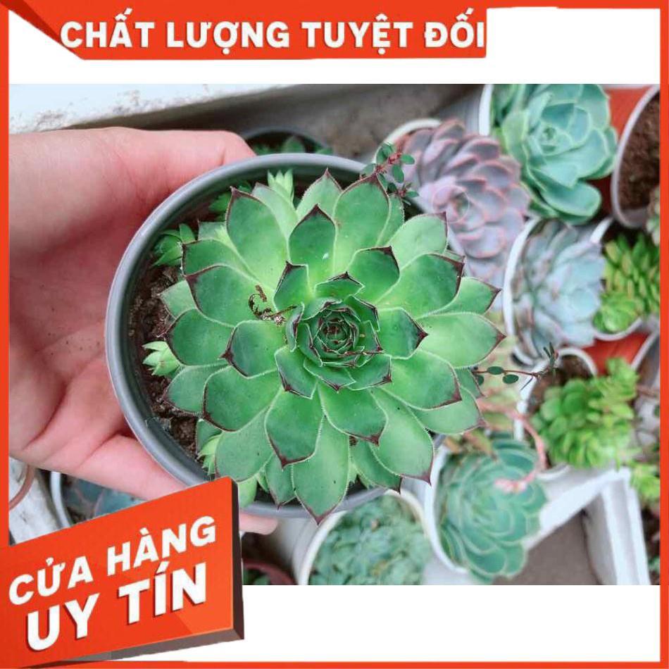 Sen đá phật bà kèm chậu sứ trắng Nhiều Người Mua