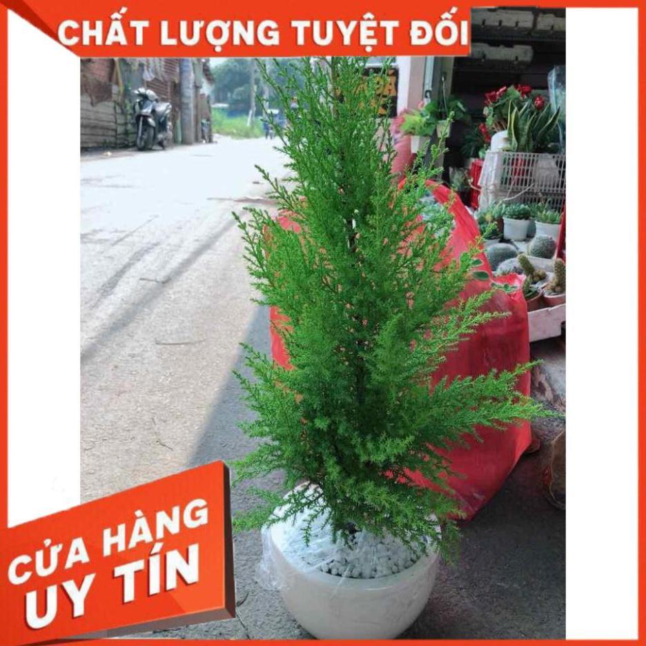 Chậu cây tùng thơm Nhiều Người Mua
