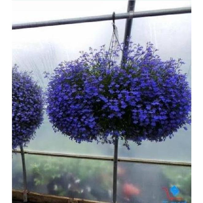 Hạt giống hoa cúc lobelia nhiêu màu - gói 100 hạt