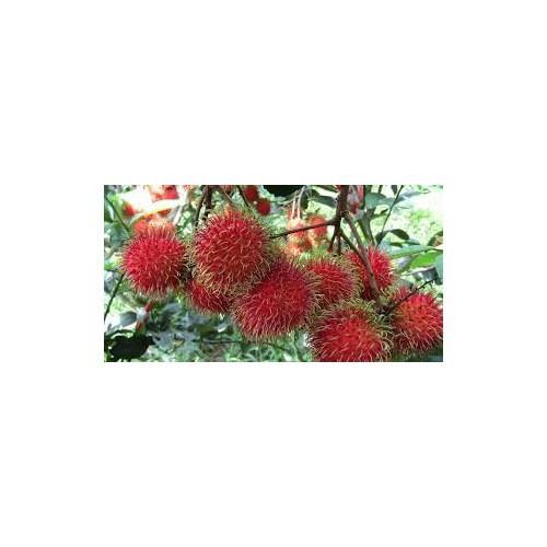 CÂY GIỐNG CHÔM CHÔM NHÃN SIÊU NGON SIÊU QUẢ- CAM KÊT GIỐNG CHUẨN F1 - CGCCNF1