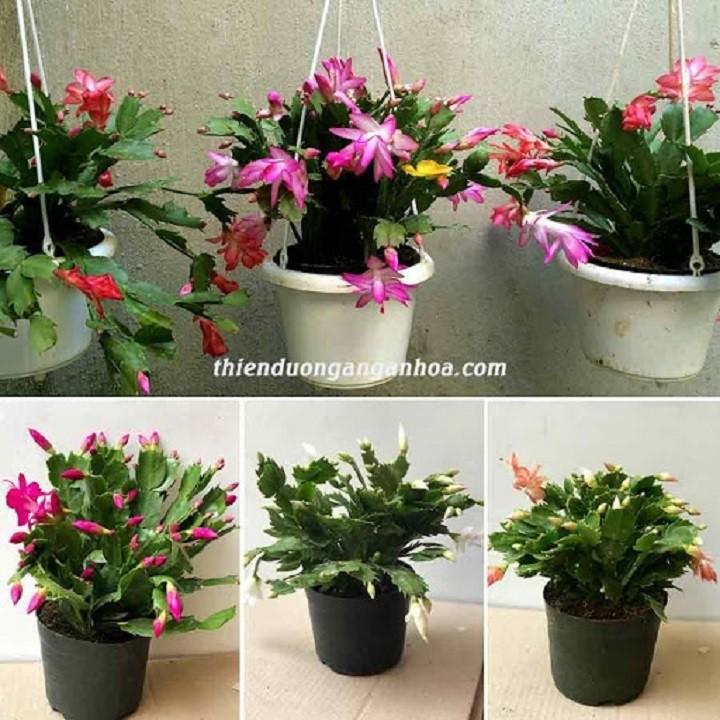 COMBO 10 THÂN CÀNG CUA GIỐNG MIXX ĐỦ MÀU