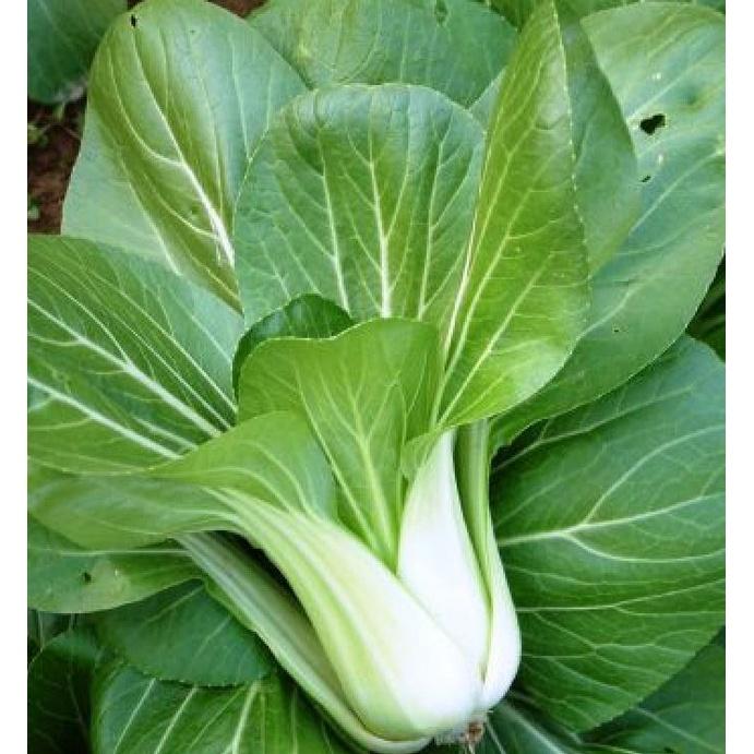 Hạt giống rau cải bẹ trắng - gói 1kg