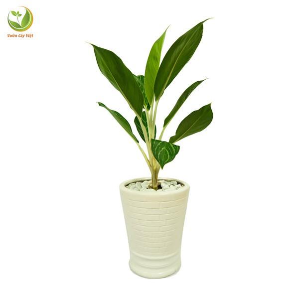 Cây Bạch Mã Hoàng Tử - Cây cảnh trong nhà + Tặng phân bón cho cây mau lớn