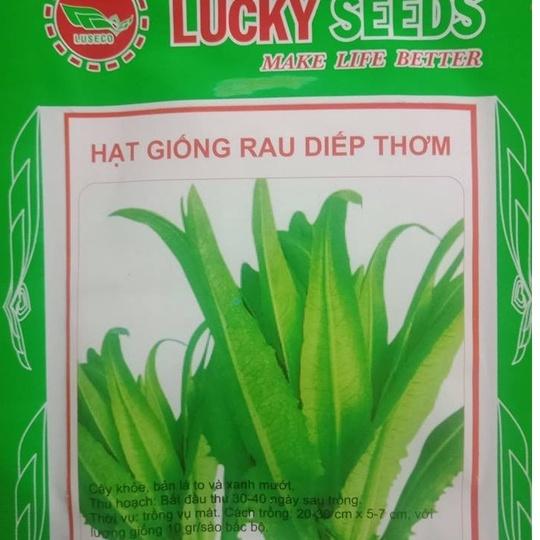 Combo 2 gói Hạt Giống Rau Diếp Thơm Đặc Biệt-gói  5Gram-tặng kèm gói phân bón lót