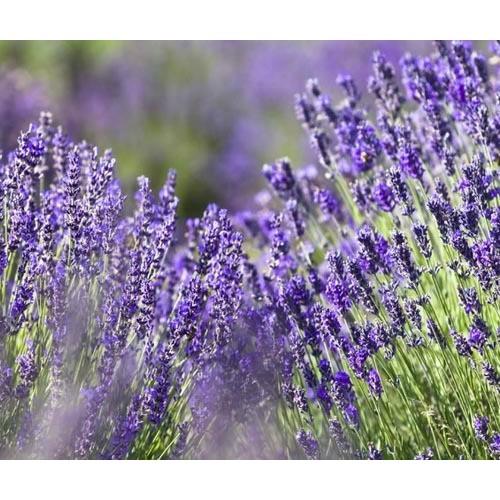 Hạt Giống Hoa Oải Hương tím- Lavender gói 50hạt