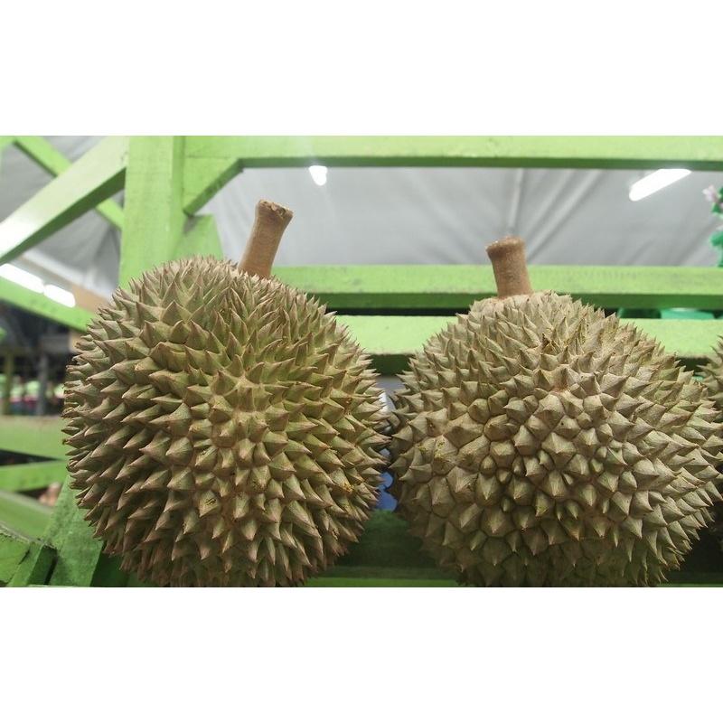 CÂY Giống sầu riêng Black Thorn GỐC NHỚT GHÉP. .(