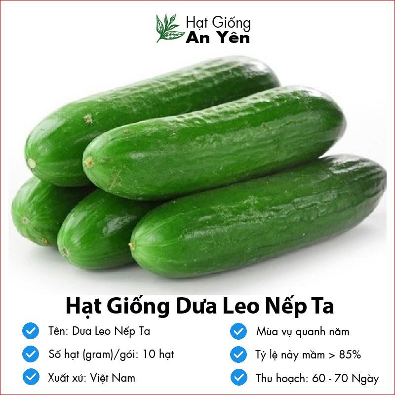 Hạt giống Dưa Leo Nếp Ta thu hoạch sớm, dễ trồng, nảy mầm cao, sinh trưởng khoẻ