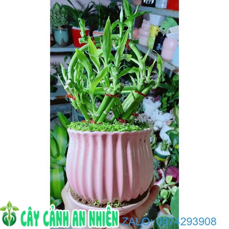 Chậu Cây Trúc Phát Tài
