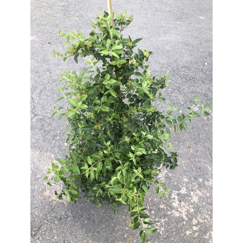 Chậu cây Nguyệt Quế leo