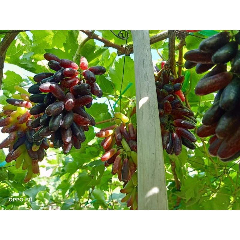 Nho ngón tay mỹ quả to dài, ngon ngọt không có hạt, cho quả sau 6 tháng trồng