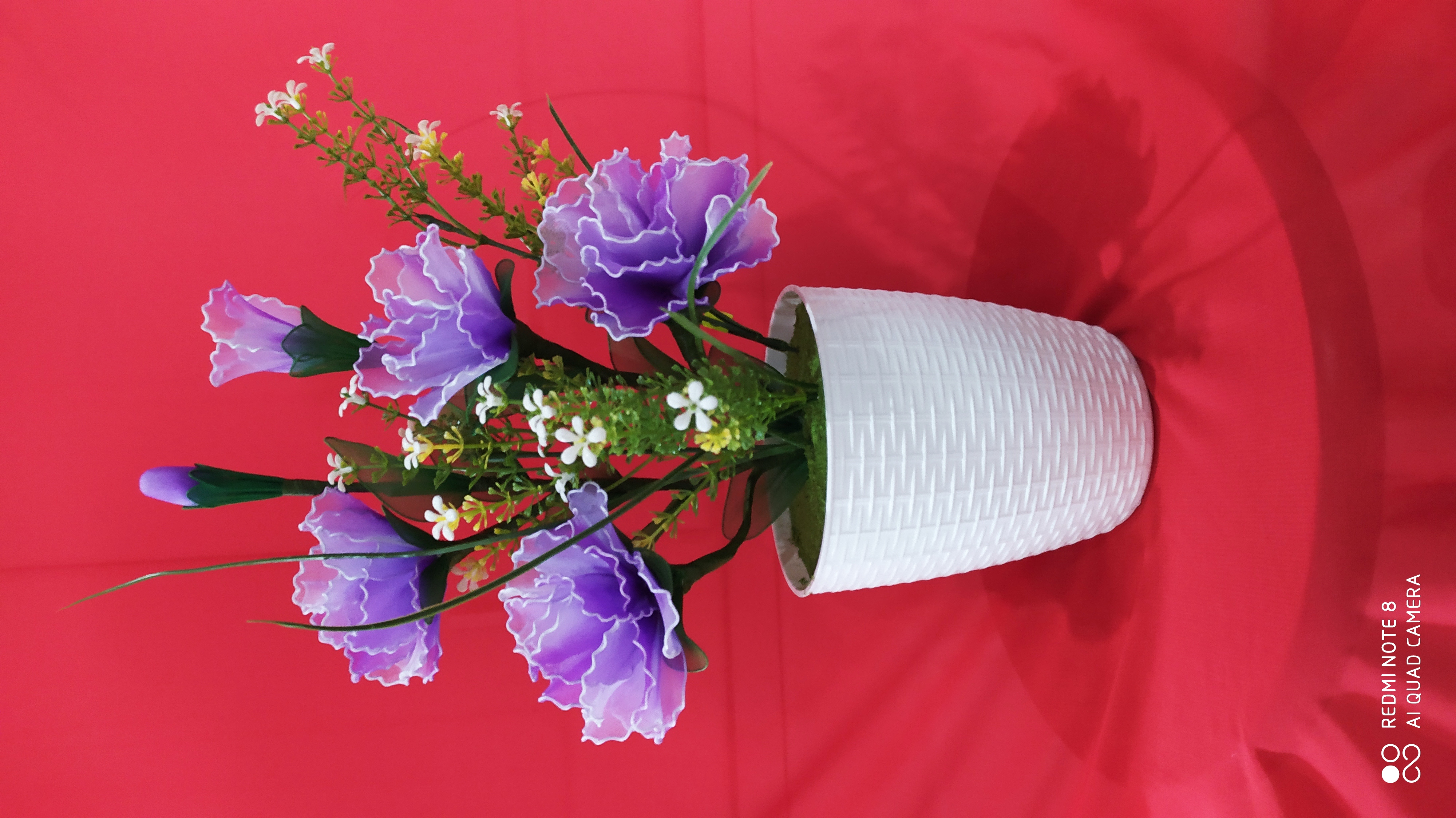 Hoa cẩm chướng