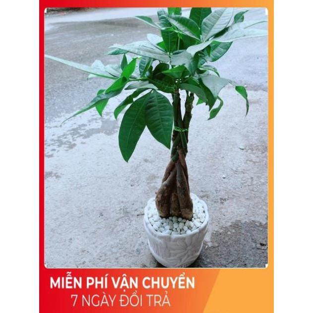Chậu Kim Ngân 5 Thân Thắt Bính