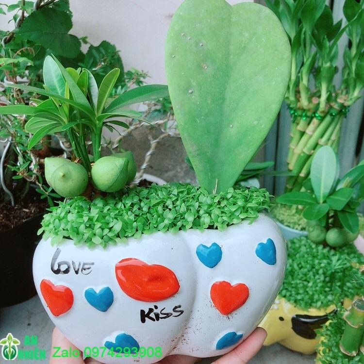 Chậu Cây May Mắn Tài Lộc