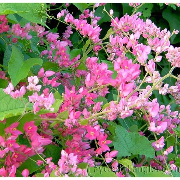 CÂY GIỐNG HOA TIGON